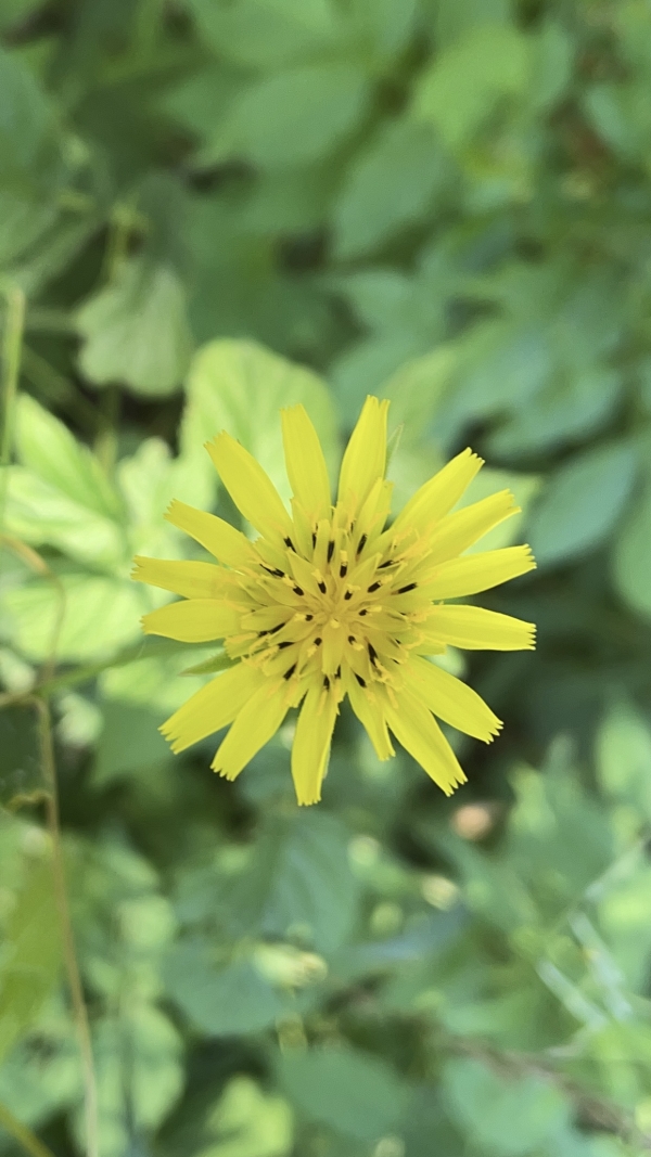 Meadow Salsify [Tragopogon pratensis]