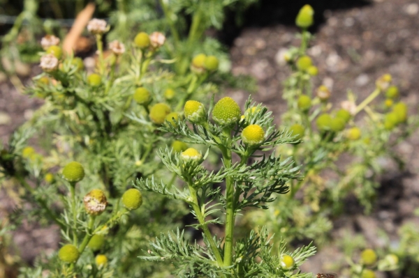 Pineapple-weed [Matricaria discoidea]