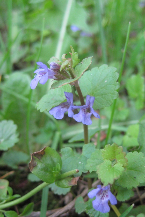 Ground Ivy [Glecboma hederacea]