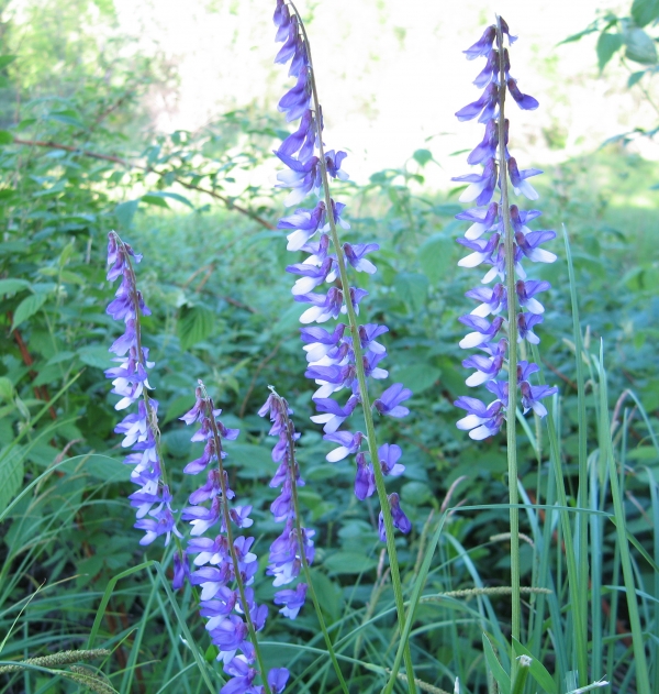 Purple Vetch [Vicia americana]