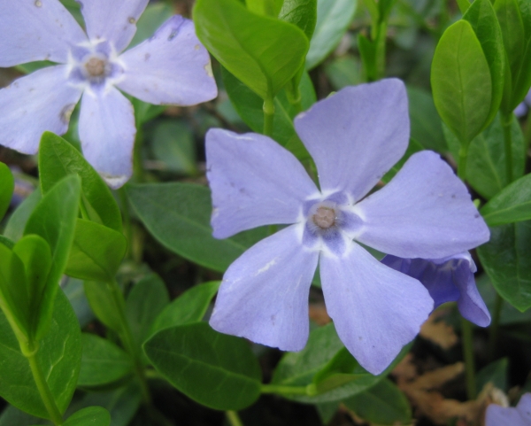 Periwinkle [Vinca minor]