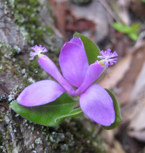 Fringed Polygala [Polygala paucifolia]