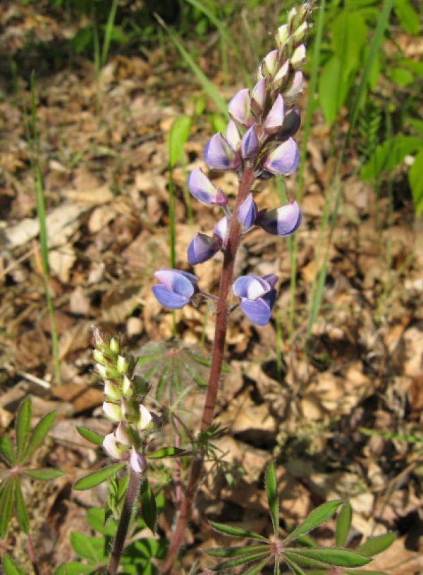 Wild Lupine [Lupinus perennis]