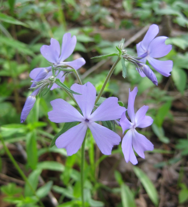 Wood Phlox [Phlox divaricata]
