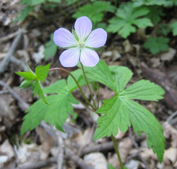 Wild Geranium [Geranium maculatum]