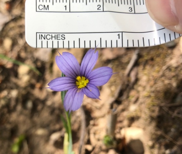 Blue-eyed Grass [Sisyrinchium montanum]