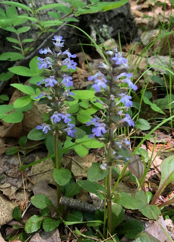 Carpet bugle [Ajuga reptans]