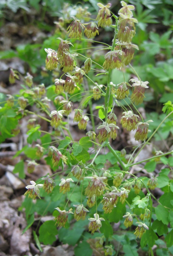 Early Meadow Rue [Thalictrum dioicum]
