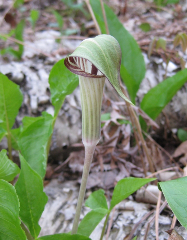 Jack-in-the- Pulpit [Arisaema triphyllum]