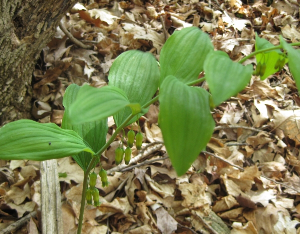Smooth Solomon's Seal [Polygonatum biflorum]