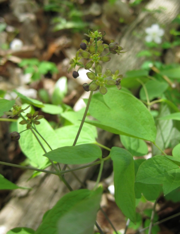 Blue Cohosh [Caulophyllum thalictroides]