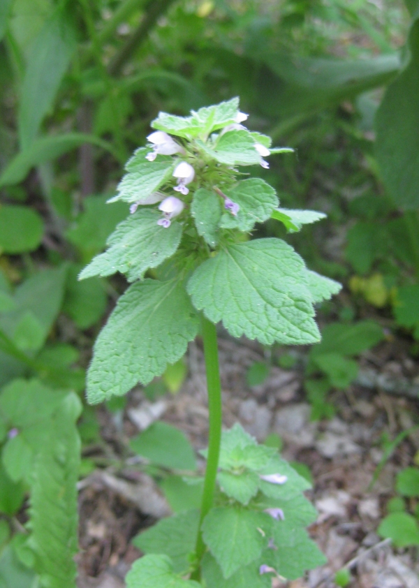 Purple Dead Nettle [Lamium purpureum]