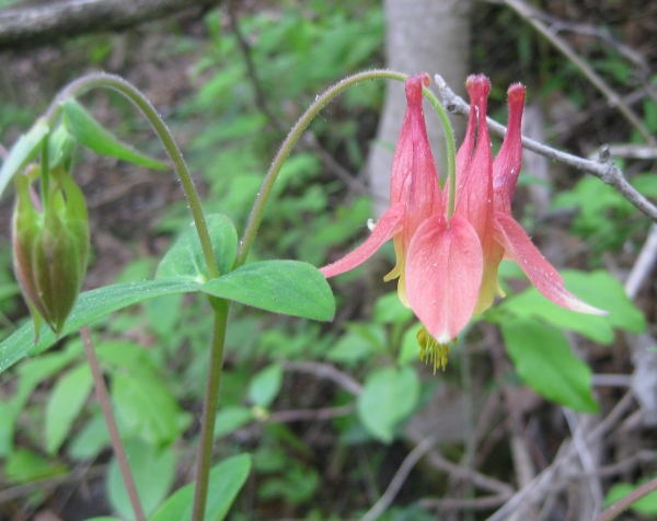 Columbine  [Aquilegia canadensis]