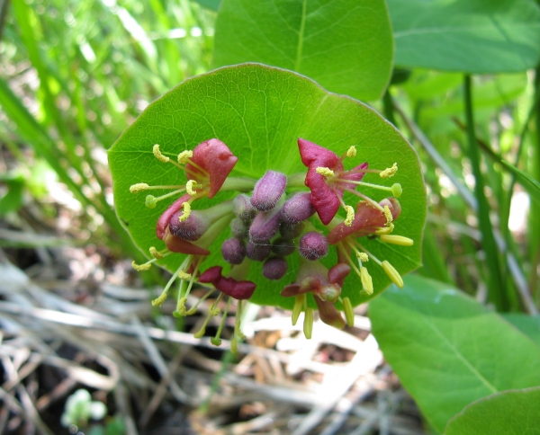 Trumpet Honeysuckle [Lonicera sempervirens]
