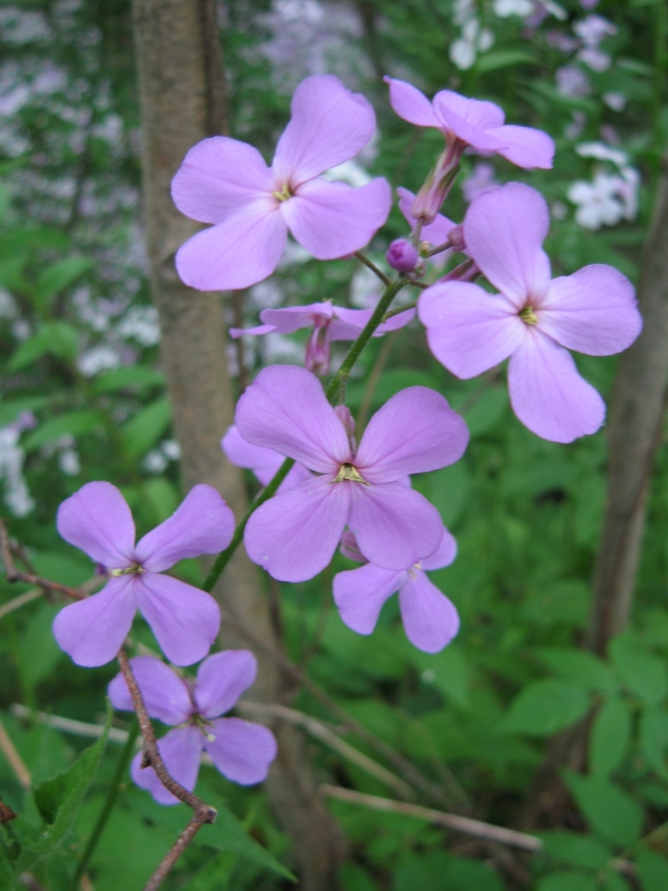 Dame's Rocket [Hesperis matronalis]