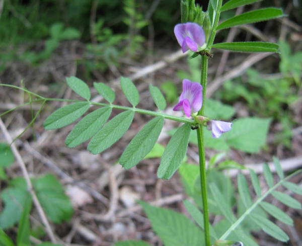 Spring Vetch [Vicia sativa]