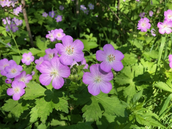 Wild Geranium [Geranium maculatum]