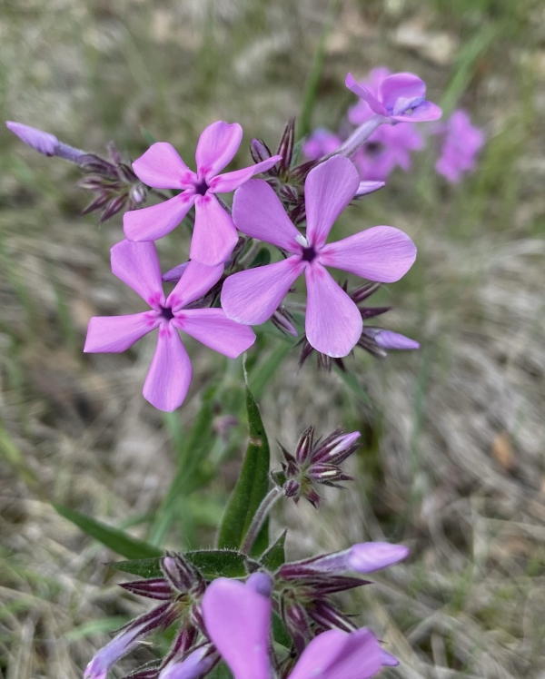 Praire phlox [Phlox pilosa]