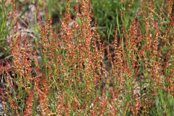 Sheep sorrel [Rumex acetosella]