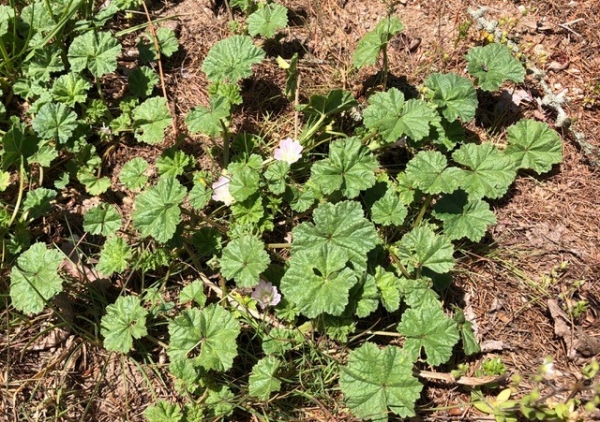 Common mallow [Malva neglecta]