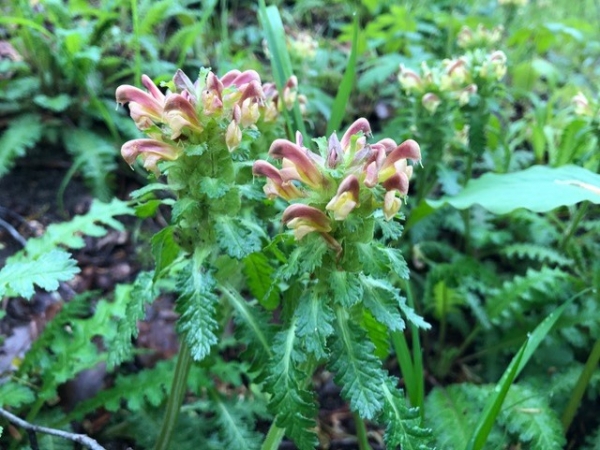 Wood Betony [Pedicularis canadensis]