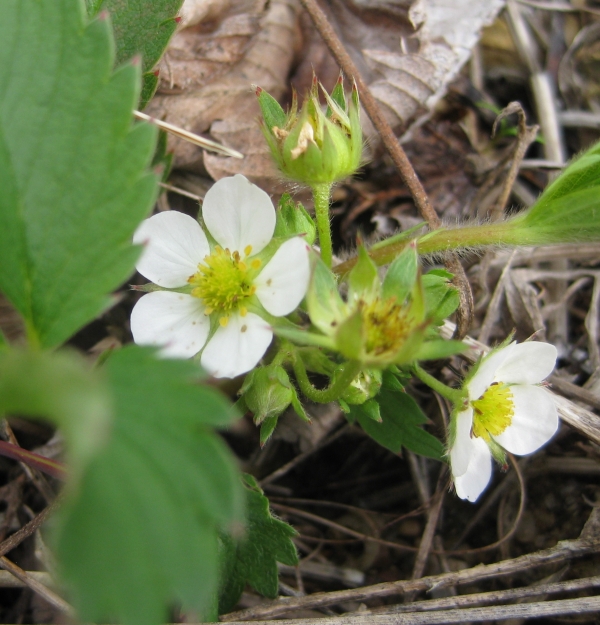 Wild Strawberry [Fragaria virginiana]