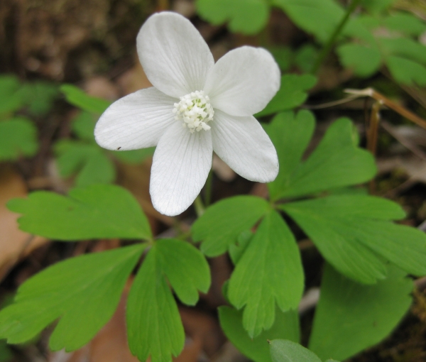 Wood Anemone [Anemone quinquefolia]