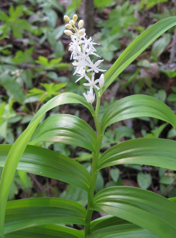 Starry False Solomon's Seal [Smilacina stellata]