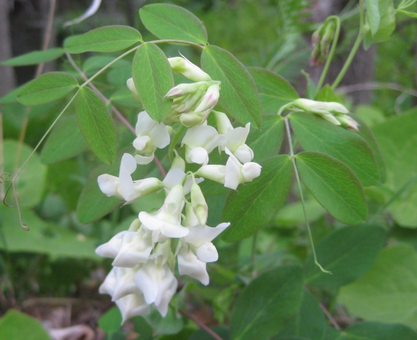 Unknown Pea []