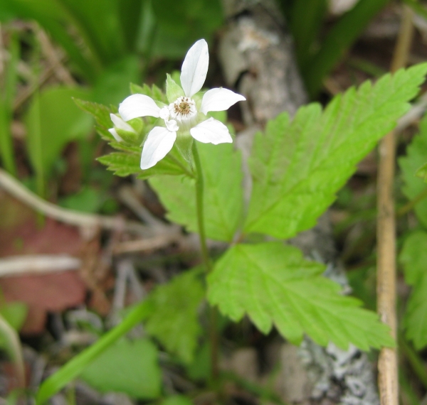 White Avens [Geum canadense]