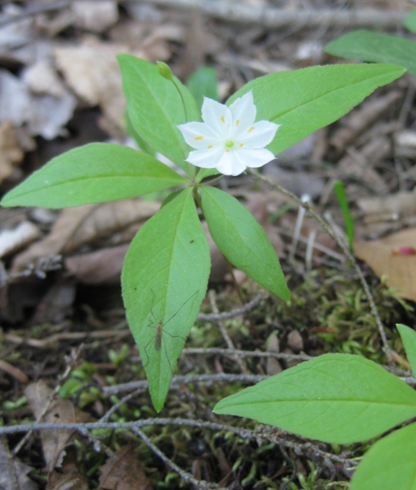 Starflower [Trientalis borealis]