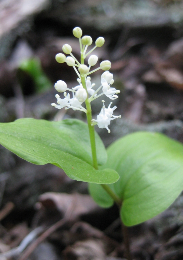 Canada Mayflower [Maianthemum canadense]