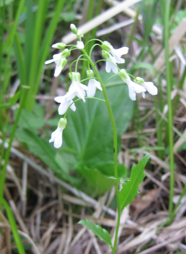 Spring Cress [Cardamine bulbosa]