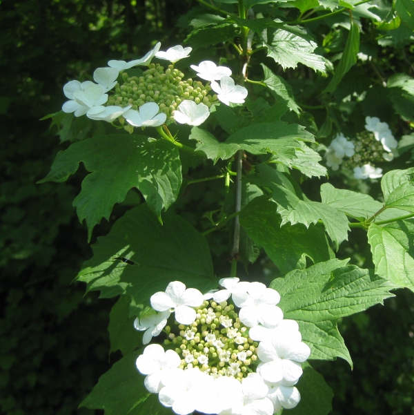Cranberry Viburnum [Viburnum trilobum]