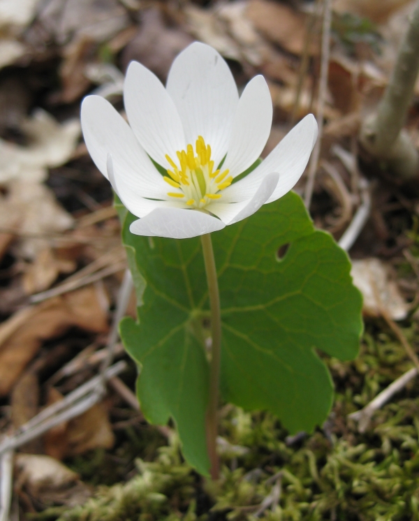 Bloodroot [Sanguinaria canadensis]