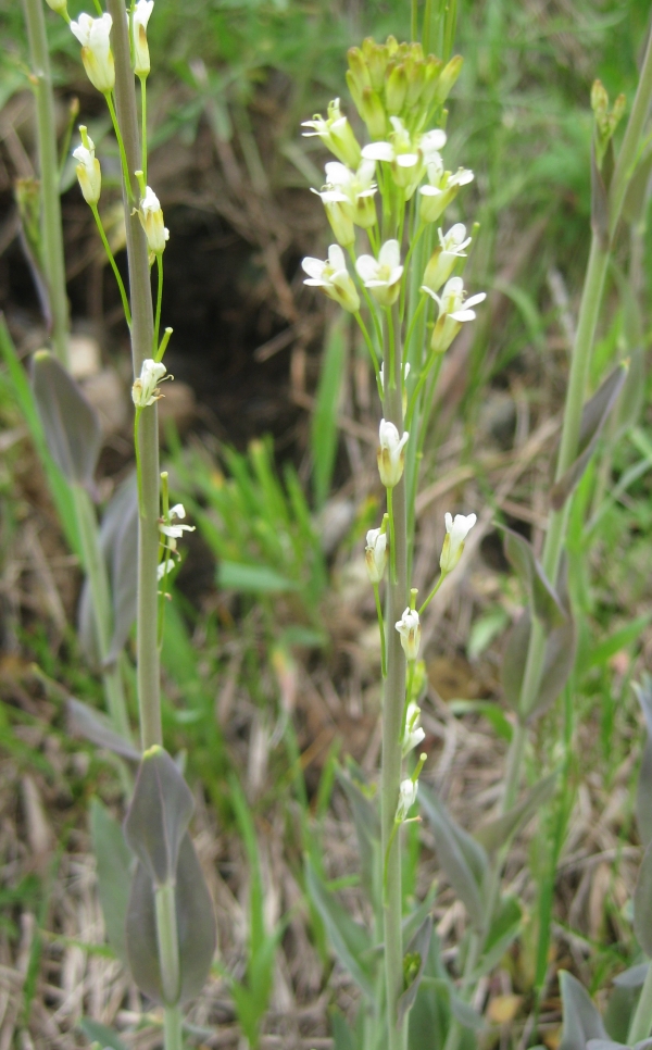 ? Smooth Rock Cress ? [Arabis lyrata]