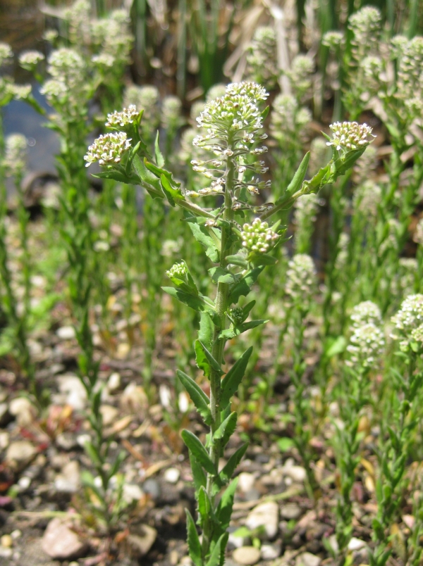 Pennycress [Thalaspi arvense]