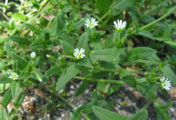 Mouse Ear Chickweed [Cerastium vulgatum]