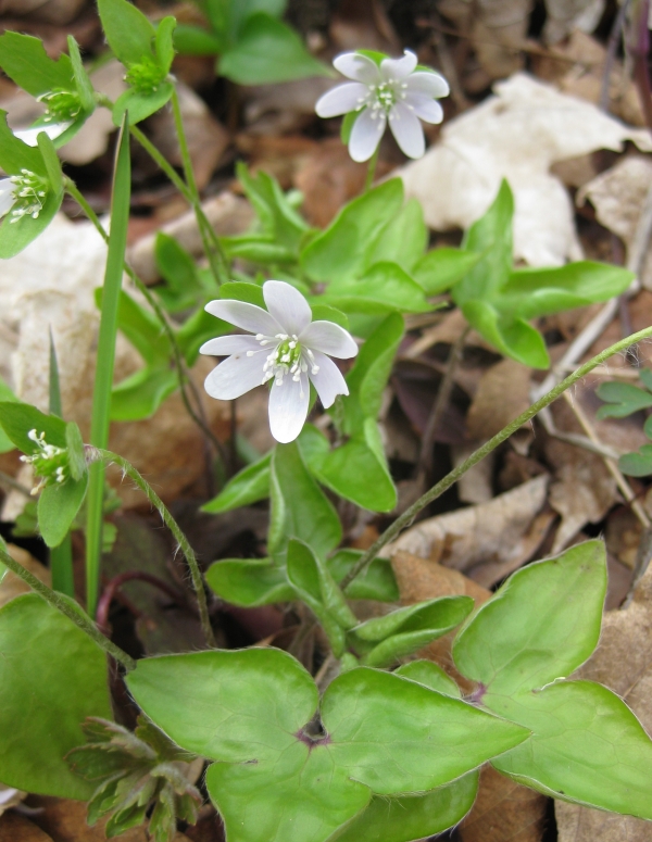 Sharp-lobed Hepatica [Hepatica acutiloba]