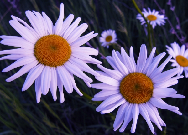 Ox-Eye Daisy [Chrysanthemum leucanthemum]