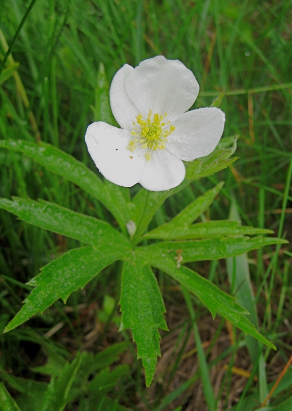Canada Anemone [Anemone canadensis]