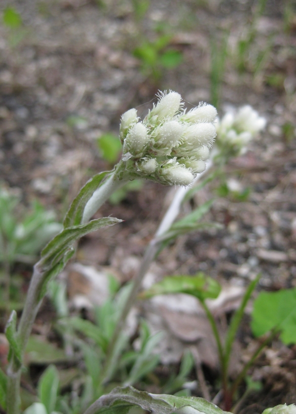 Pussytoes [Antennaria neglecta]