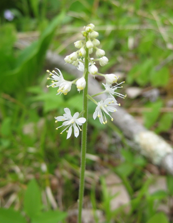 Foamflower [Tiarella cordifolia]