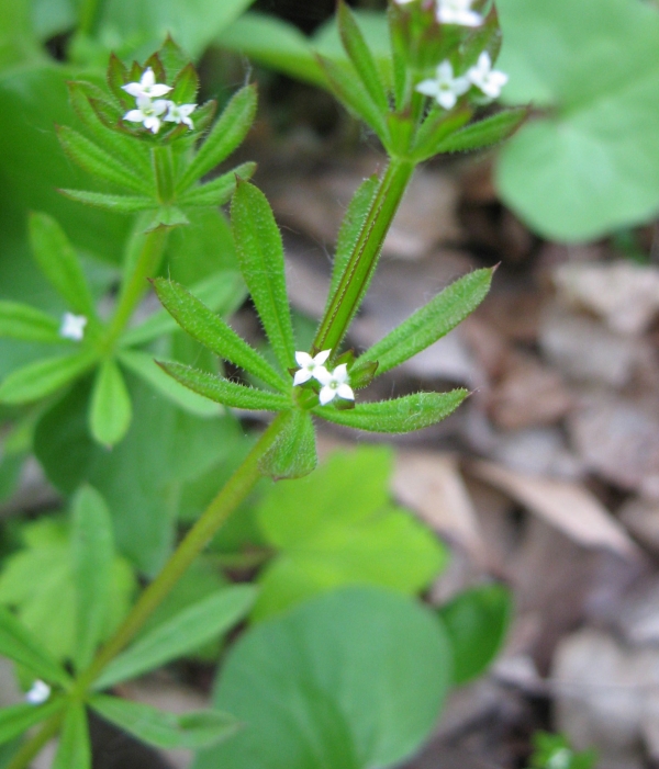 Cleavers [Galium aparine]