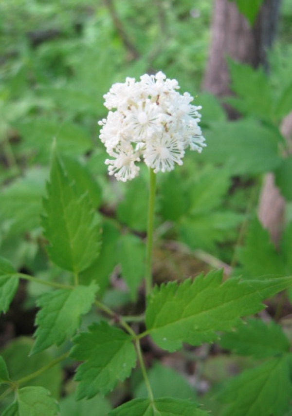 Red Baneberry [Actaea rubra]