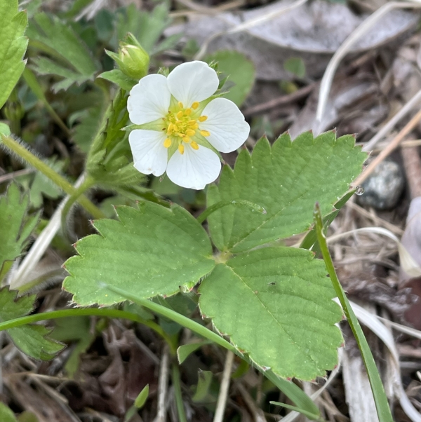 Common Strawberry [Frageria Virginiana]