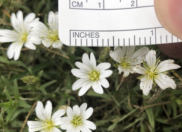 Field Chickweed [Cerastium arvense]