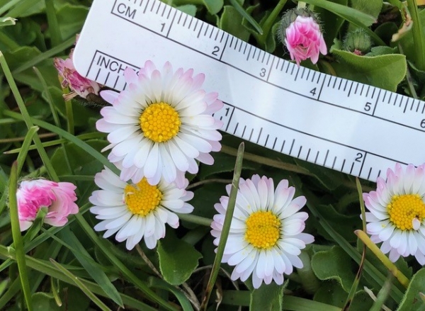 English Daisy [Bellis perennis]
