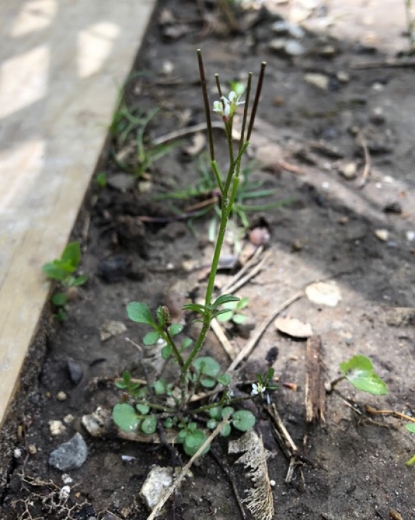 Bitter-cress [Cardamine hirsuta]