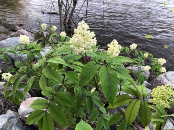 Red Elderberry [Sambucus racemosa]